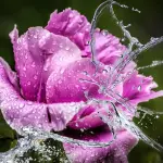 Peonia: curiosità, coltivazione e come concimarla