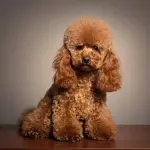 Il cane allunga la vita: perché scegliere un barboncino può essere la decisione giusta