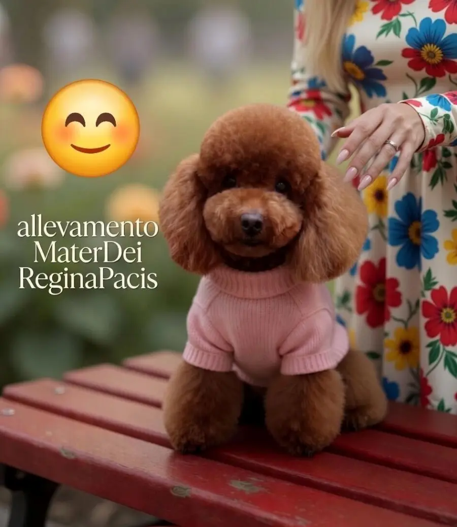 Barboncino Toy: Piccoli, teneri e irresistibili… ma attenti alle altezze