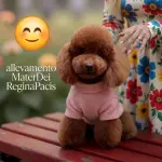 Barboncino Toy: Piccoli, teneri e irresistibili… ma attenti alle altezze